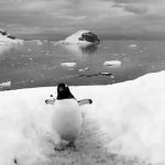 aquaflorya-penguen-sb