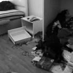 reina-saldirgan-ev-sb