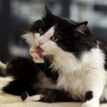 biyonik-kedi
