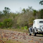 A man driving a vintage car reacts as he passes by crabs crossing a highway on their way to spawn in the sea in Playa Giron, Cuba