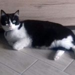 kedi