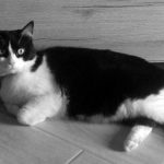kedi-sb
