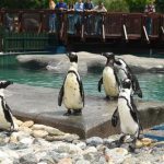 bursa-penguen