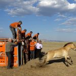 A Przewalski's horse leaves its container after being released in Takhin Tal National Park, part of the Great Gobi B Strictly Protected Area, in south-west Mongolia