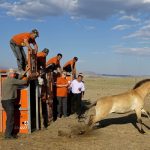 A Przewalski's horse leaves its container after being released in Takhin Tal National Park, part of the Great Gobi B Strictly Protected Area, in south-west Mongolia