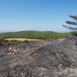 ayvalik-yangin