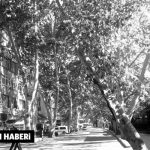 rifat-dogan-haber