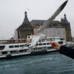 A man feeds a seagull as he travels on a ferry in Istanbul