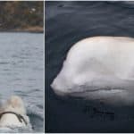 Whale-6639 (1)