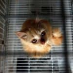kedi