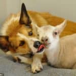 kuzuvedog