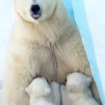 polar1