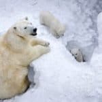 polar2