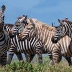 zebra
