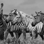 zebrasb