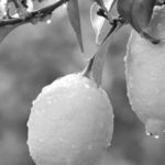 limon sb