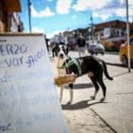Bogota'da pandemi döneminde sahibine yiyecek götüren köpek; Nino