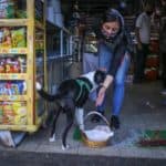 Bogota'da pandemi döneminde sahibine yiyecek götüren köpek; Nino