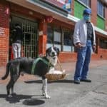 Bogota'da pandemi döneminde sahibine yiyecek götüren köpek; Nino