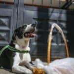 Bogota'da pandemi döneminde sahibine yiyecek götüren köpek; Nino