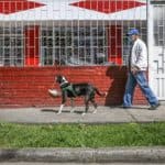 Bogota'da pandemi döneminde sahibine yiyecek götüren köpek; Nino
