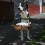 Bogota'da pandemi döneminde sahibine yiyecek götüren köpek; Nino