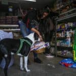 Bogota'da pandemi döneminde sahibine yiyecek götüren köpek; Nino