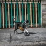 Bogota'da pandemi döneminde sahibine yiyecek götüren köpek; Nino