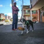 Bogota'da pandemi döneminde sahibine yiyecek götüren köpek; Nino