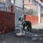 Bogota'da pandemi döneminde sahibine yiyecek götüren köpek; Nino