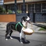Bogota'da pandemi döneminde sahibine yiyecek götüren köpek; Nino