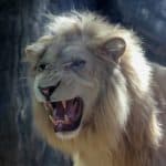 Türkiye'nin yavru aslan ve kaplanları Afrika yolcusu