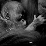 yavru-orangutan-prag-2-reuters-sb