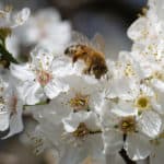 Bee on mirabelle plum blossoms