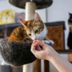20210701-kedi-covid-19