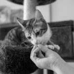20210701-kedi-covid-19-sb