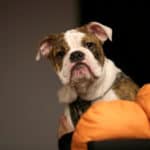 20210718-israil-köpek-dışkısı