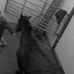 ingiltere-atlar-mezbaha-olum-animal-aid-SB