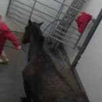 ingiltere-atlar-mezbaha-olum-animal-aid