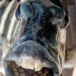 20210805-insandisli-balik-abd-twitter-ravenscimaven