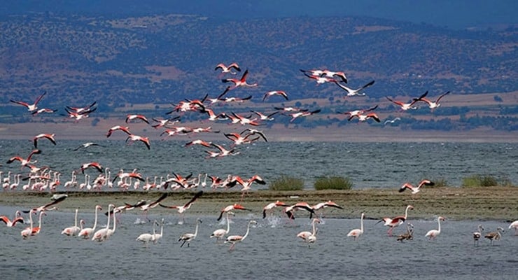 Burdur Gölü, flamingolarla renklendi - Diken