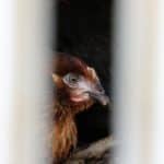 “Kadın Eliyle Gezen Tavuk Yumurta Projesi” kapsamında tavuk dağıtımına başlandı