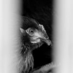 “Kadın Eliyle Gezen Tavuk Yumurta Projesi” kapsamında tavuk dağıtımına başlandı