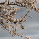 Tekirdağ'da badem ağaçları çiçek açtı