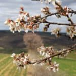 Tekirdağ'da badem ağaçları çiçek açtı