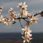 Tekirdağ'da badem ağaçları çiçek açtı