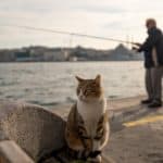 Daily Life In Istanbul