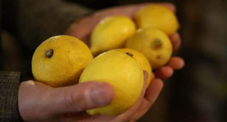 Limon ithalatındaki gümrük vergisi indirildi