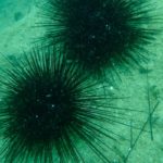 Mersin'de zehirli deniz kestaneleri dalış etkinliğiyle tespit edildi