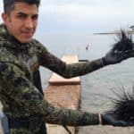 Mersin'de zehirli deniz kestaneleri dalış etkinliğiyle tespit edildi